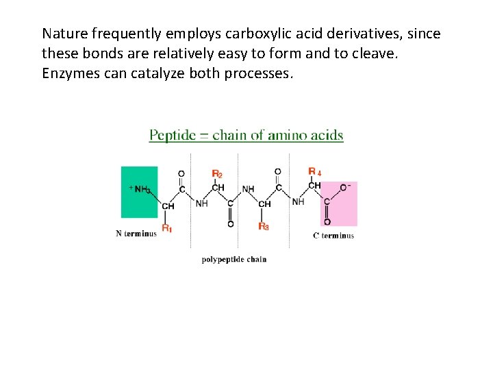 Nature frequently employs carboxylic acid derivatives, since these bonds are relatively easy to form