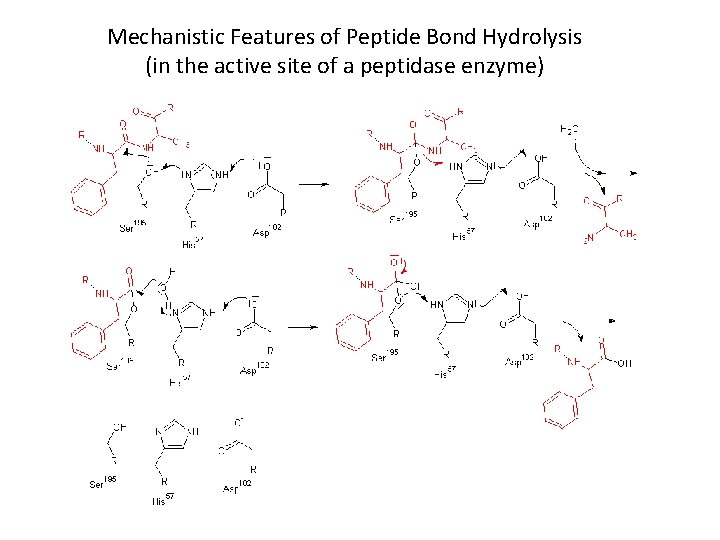 Mechanistic Features of Peptide Bond Hydrolysis (in the active site of a peptidase enzyme)