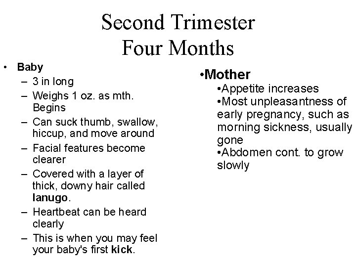 Second Trimester Four Months • Baby – 3 in long – Weighs 1 oz.