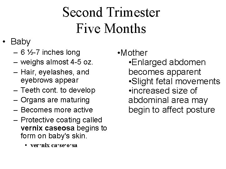 Second Trimester Five Months • Baby – 6 ½-7 inches long – weighs almost