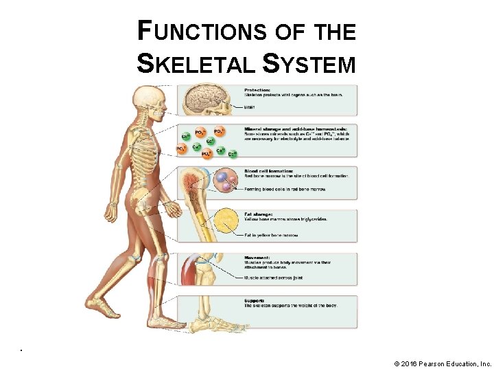 FUNCTIONS OF THE SKELETAL SYSTEM . © 2016 Pearson Education, Inc. 