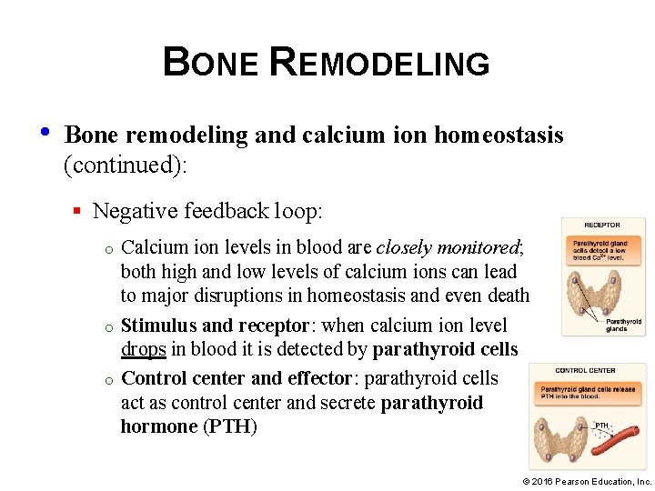 BONE REMODELING • Bone remodeling and calcium ion homeostasis (continued): § Negative feedback loop: