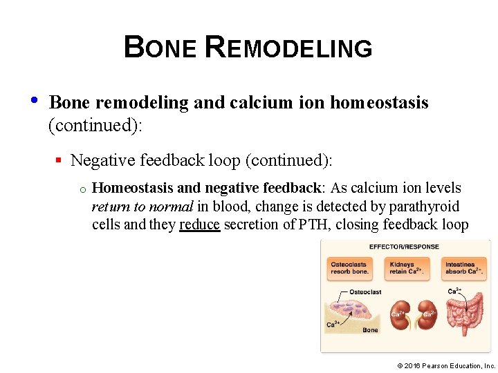 BONE REMODELING • Bone remodeling and calcium ion homeostasis (continued): § Negative feedback loop