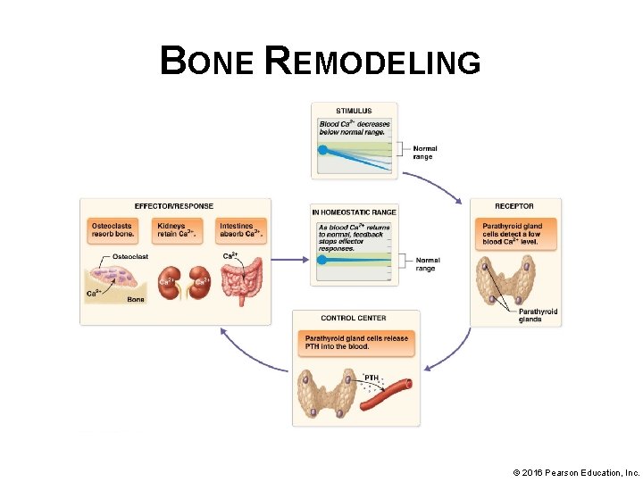 BONE REMODELING © 2016 Pearson Education, Inc. 