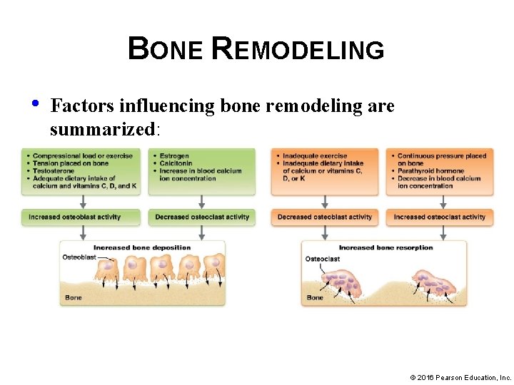 BONE REMODELING • Factors influencing bone remodeling are summarized: © 2016 Pearson Education, Inc.