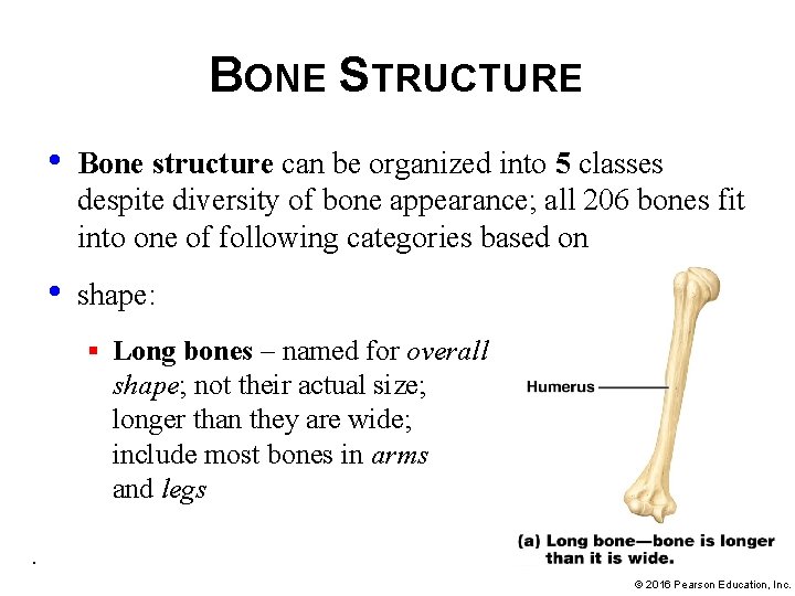 BONE STRUCTURE • Bone structure can be organized into 5 classes despite diversity of