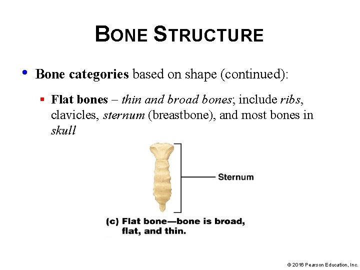 BONE STRUCTURE • Bone categories based on shape (continued): § Flat bones – thin