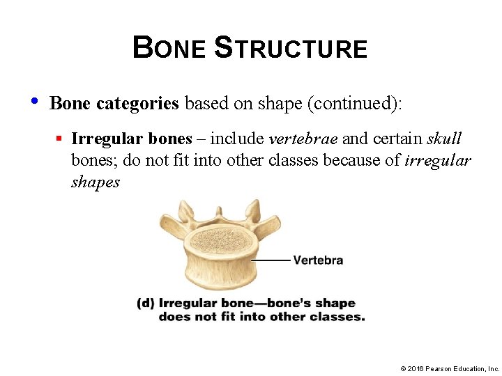 BONE STRUCTURE • Bone categories based on shape (continued): § Irregular bones – include