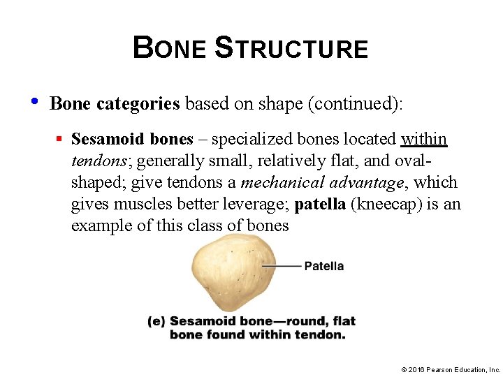 BONE STRUCTURE • Bone categories based on shape (continued): § Sesamoid bones – specialized