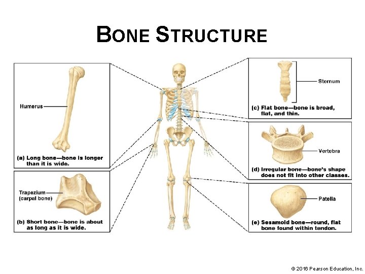 BONE STRUCTURE © 2016 Pearson Education, Inc. 