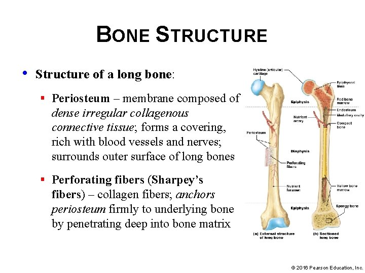 BONE STRUCTURE • Structure of a long bone: § Periosteum – membrane composed of