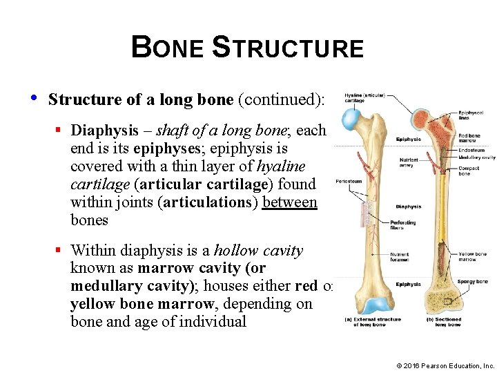BONE STRUCTURE • Structure of a long bone (continued): § Diaphysis – shaft of