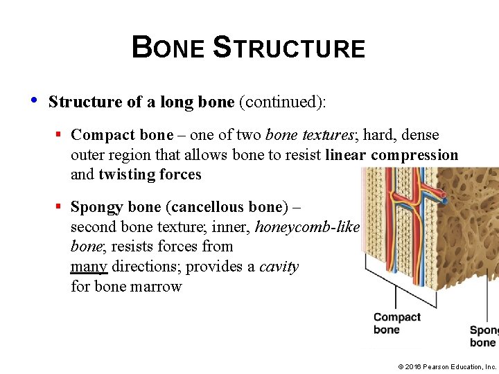 BONE STRUCTURE • Structure of a long bone (continued): § Compact bone – one