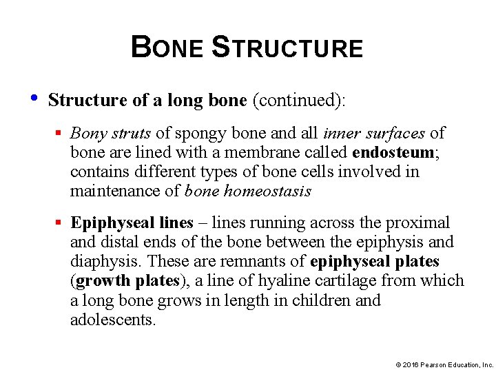 BONE STRUCTURE • Structure of a long bone (continued): § Bony struts of spongy