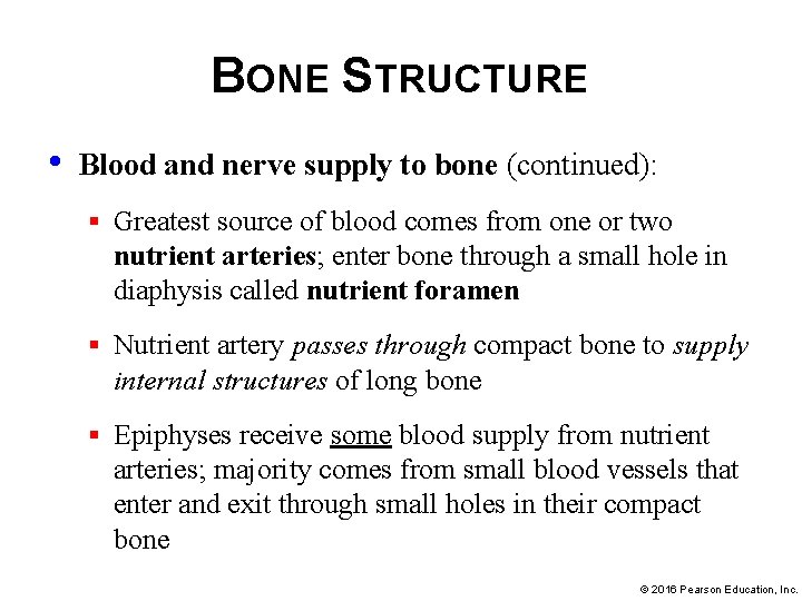 BONE STRUCTURE • Blood and nerve supply to bone (continued): § Greatest source of