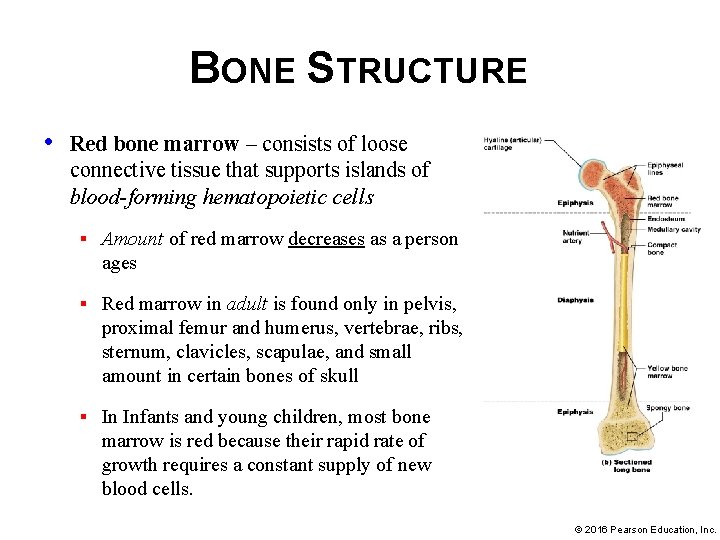 BONE STRUCTURE • Red bone marrow – consists of loose connective tissue that supports