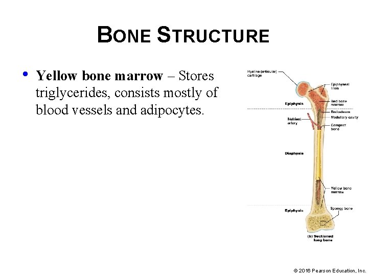 BONE STRUCTURE • Yellow bone marrow – Stores triglycerides, consists mostly of blood vessels