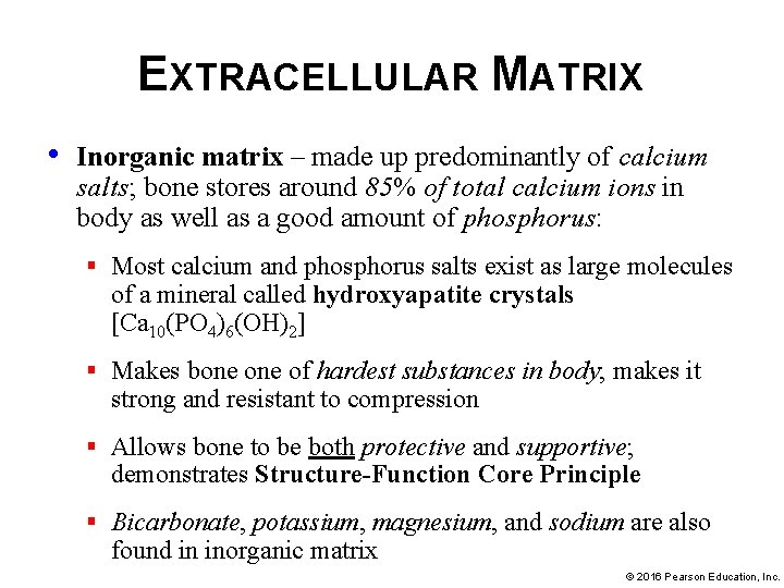EXTRACELLULAR MATRIX • Inorganic matrix – made up predominantly of calcium salts; bone stores