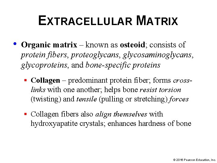 EXTRACELLULAR MATRIX • Organic matrix – known as osteoid; consists of protein fibers, proteoglycans,