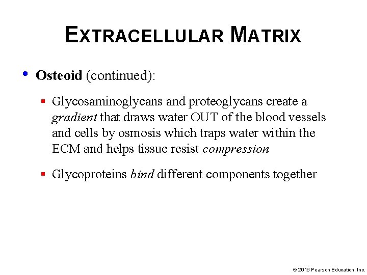 EXTRACELLULAR MATRIX • Osteoid (continued): § Glycosaminoglycans and proteoglycans create a gradient that draws