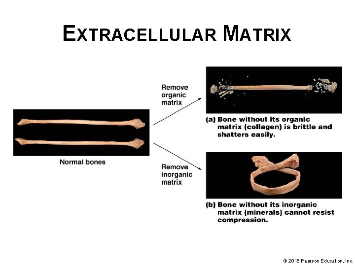 EXTRACELLULAR MATRIX © 2016 Pearson Education, Inc. 