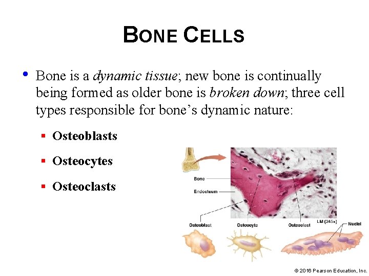 BONE CELLS • Bone is a dynamic tissue; new bone is continually being formed