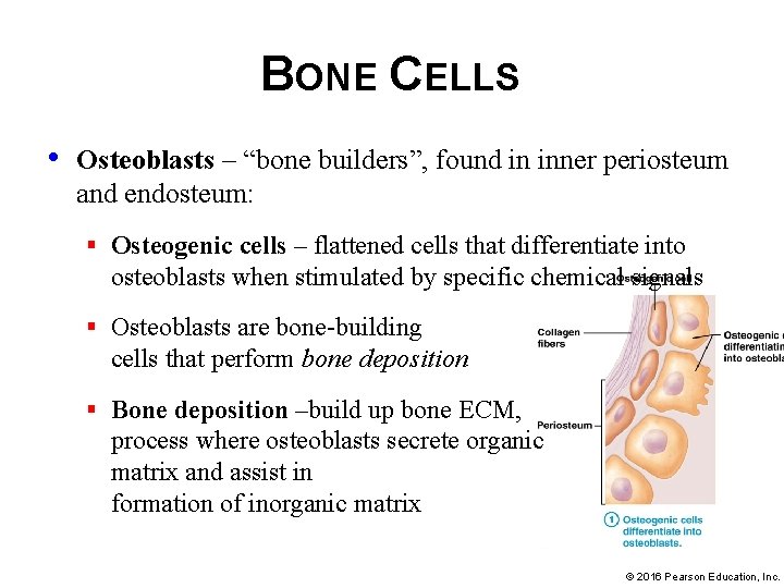 BONE CELLS • Osteoblasts – “bone builders”, found in inner periosteum and endosteum: §