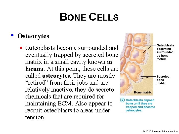 BONE CELLS • Osteocytes § Osteoblasts become surrounded and eventually trapped by secreted bone