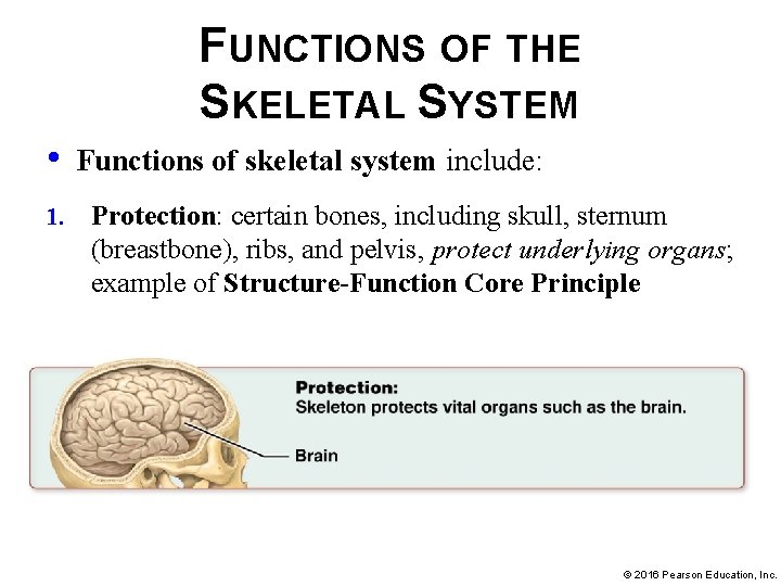 FUNCTIONS OF THE SKELETAL SYSTEM • 1. Functions of skeletal system include: Protection: certain