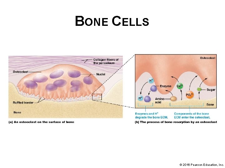 BONE CELLS © 2016 Pearson Education, Inc. 
