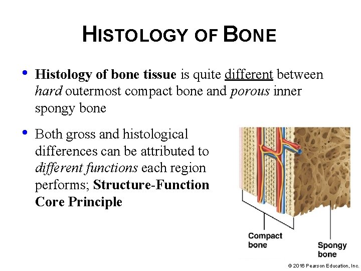 HISTOLOGY OF BONE • Histology of bone tissue is quite different between hard outermost