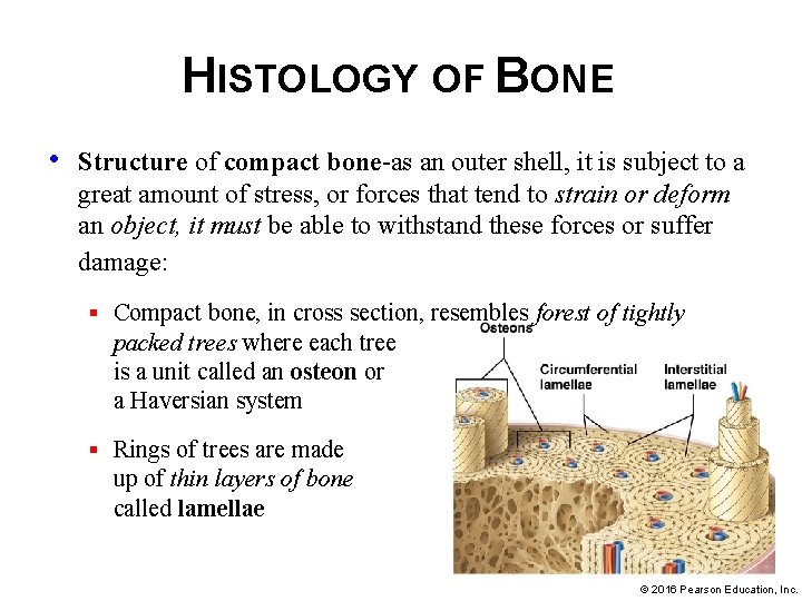 HISTOLOGY OF BONE • Structure of compact bone-as an outer shell, it is subject