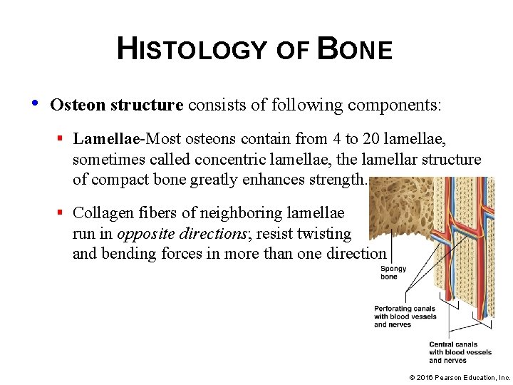HISTOLOGY OF BONE • Osteon structure consists of following components: § Lamellae-Most osteons contain