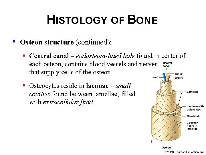 HISTOLOGY OF BONE • Osteon structure (continued): § Central canal – endosteum-lined hole found