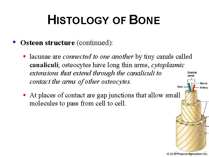 HISTOLOGY OF BONE • Osteon structure (continued): § lacunae are connected to one another