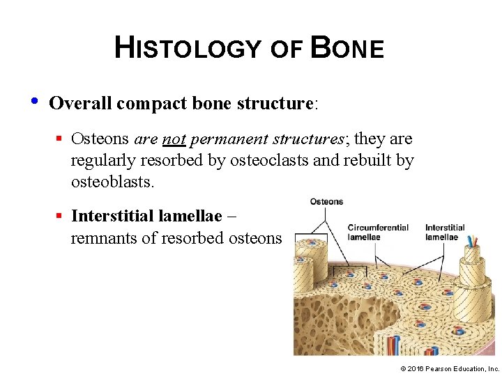 HISTOLOGY OF BONE • Overall compact bone structure: § Osteons are not permanent structures;