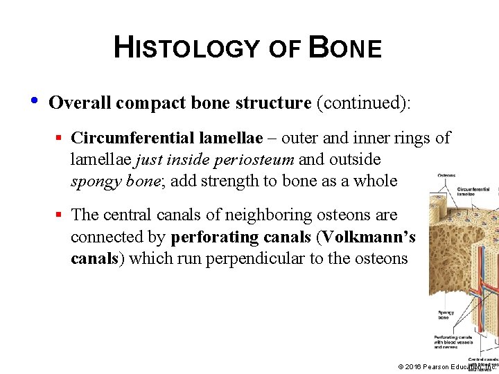 HISTOLOGY OF BONE • Overall compact bone structure (continued): § Circumferential lamellae – outer