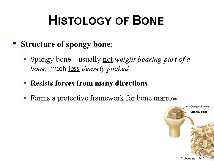 HISTOLOGY OF BONE • Structure of spongy bone: § Spongy bone – usually not