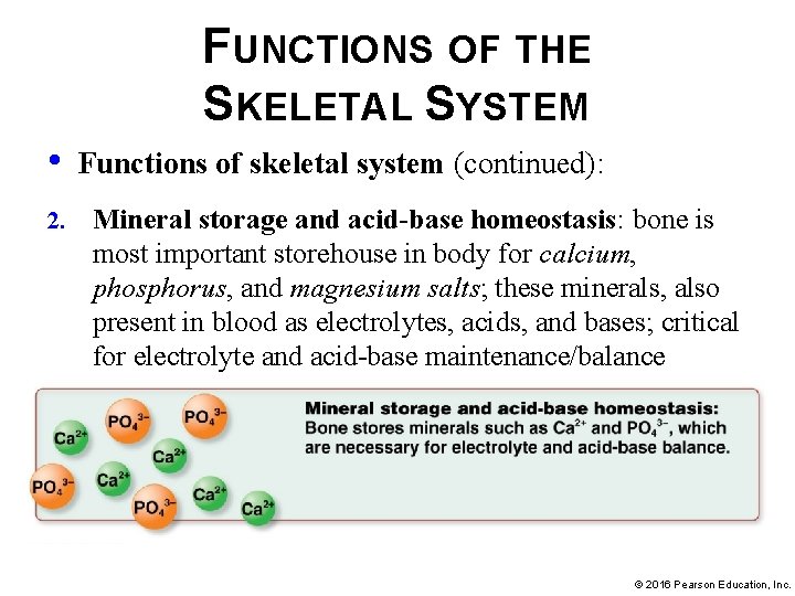FUNCTIONS OF THE SKELETAL SYSTEM • 2. Functions of skeletal system (continued): Mineral storage