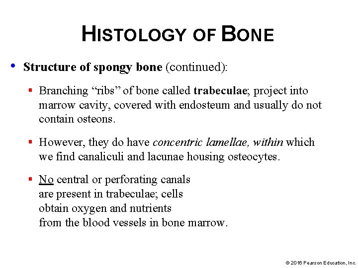 HISTOLOGY OF BONE • Structure of spongy bone (continued): § Branching “ribs” of bone