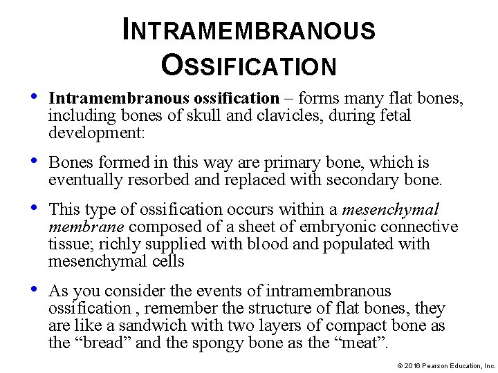 INTRAMEMBRANOUS OSSIFICATION • Intramembranous ossification – forms many flat bones, including bones of skull