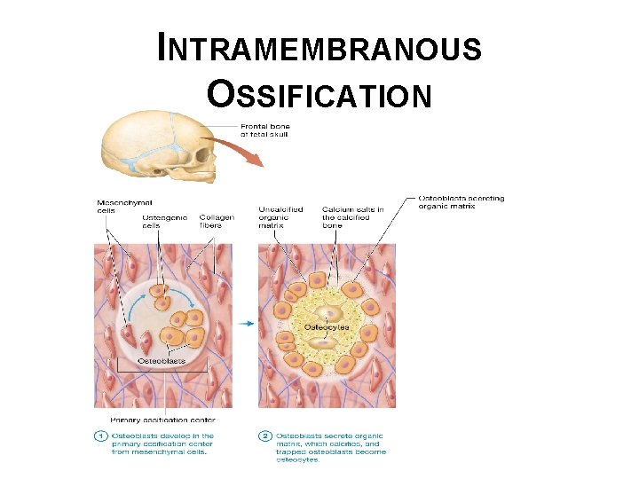 INTRAMEMBRANOUS OSSIFICATION 