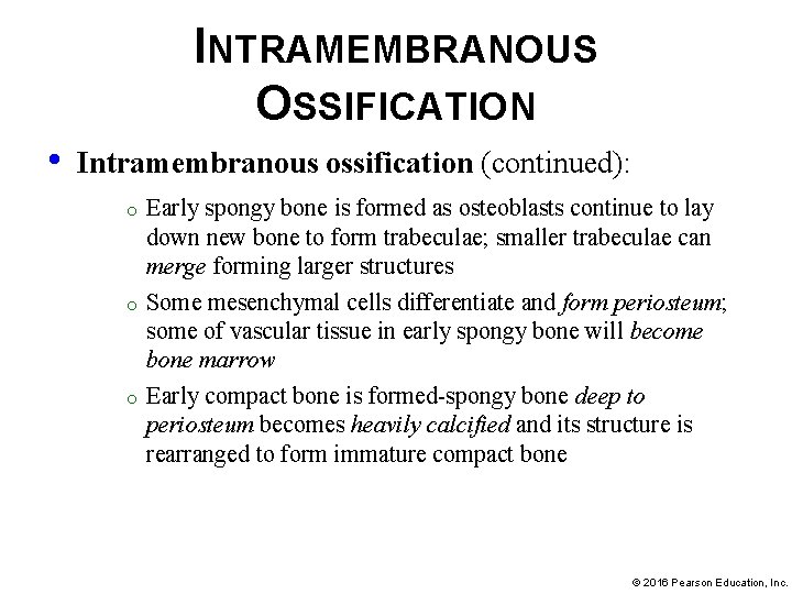 INTRAMEMBRANOUS OSSIFICATION • Intramembranous ossification (continued): o o o Early spongy bone is formed