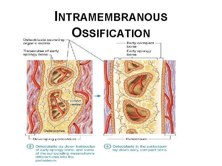 INTRAMEMBRANOUS OSSIFICATION 