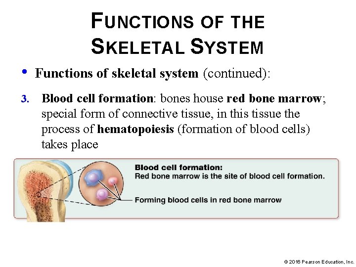 FUNCTIONS OF THE SKELETAL SYSTEM • 3. Functions of skeletal system (continued): Blood cell