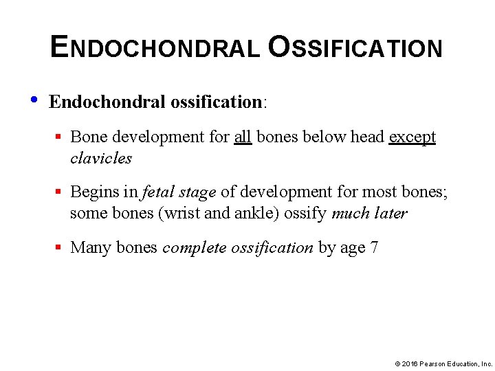 ENDOCHONDRAL OSSIFICATION • Endochondral ossification: § Bone development for all bones below head except