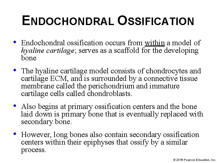 ENDOCHONDRAL OSSIFICATION • Endochondral ossification occurs from within a model of hyaline cartilage; serves