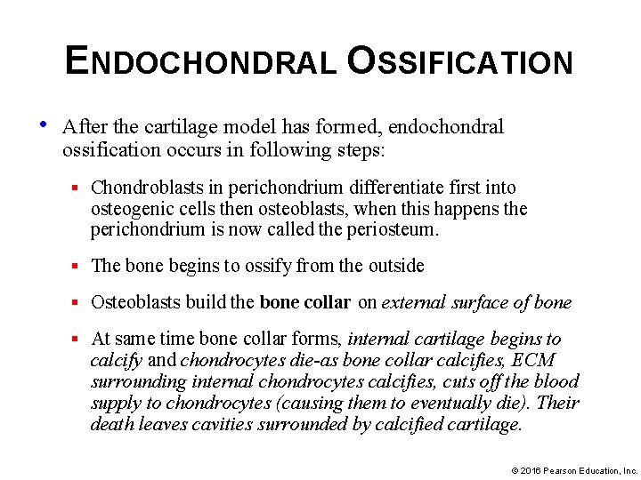ENDOCHONDRAL OSSIFICATION • After the cartilage model has formed, endochondral ossification occurs in following