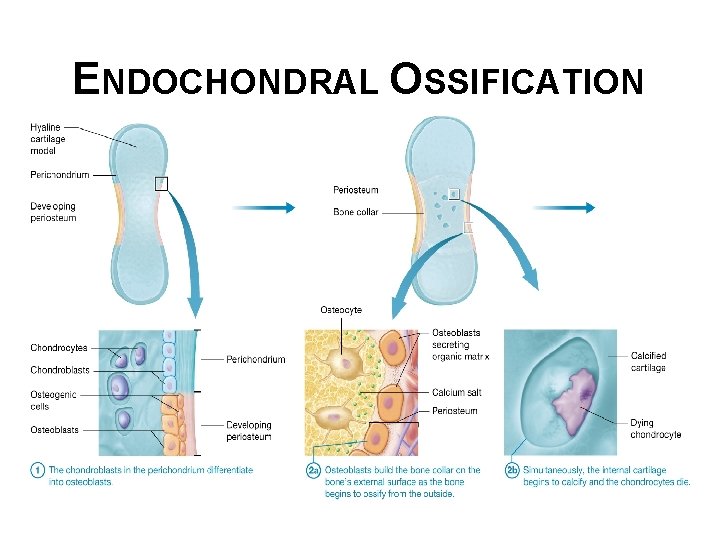 ENDOCHONDRAL OSSIFICATION 