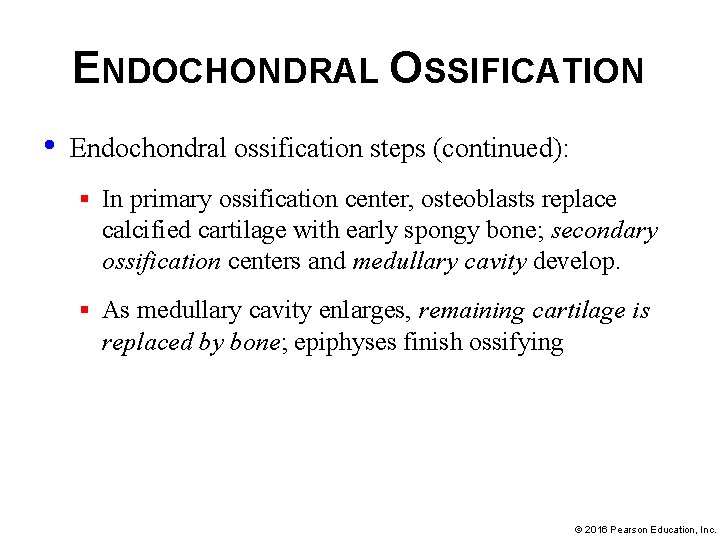 ENDOCHONDRAL OSSIFICATION • Endochondral ossification steps (continued): § In primary ossification center, osteoblasts replace